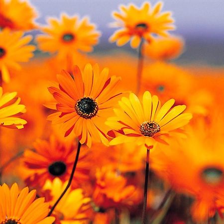 Pensiunea Ronicson Milostea 외부 사진