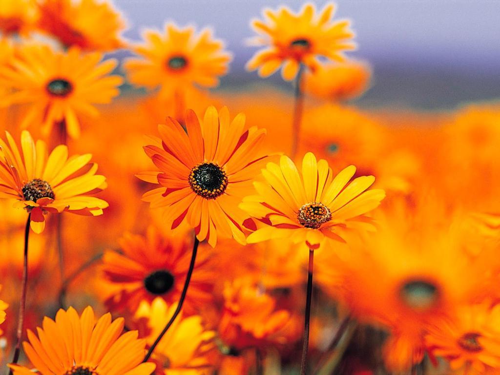 Pensiunea Ronicson Milostea 외부 사진